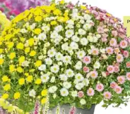 BayWa Chrysanthemen-Büsche-Trio Angebot