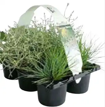 BayWa Herbstpflanzen Silberner Herbst Angebot