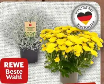 nahkauf Rewe Beste Wahl Chrysantheme Angebot