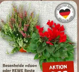 nahkauf Rewe Beste Wahl Alpenveilchen Angebot