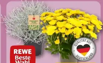 REWE Center Rewe Beste Wahl Chrysanthemen Angebot