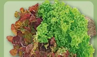 REWE Center Wurzelsalat Angebot