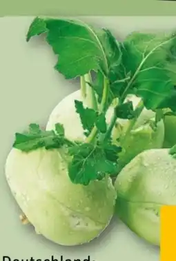 REWE Center Kohlrabi Angebot