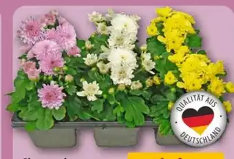 REWE Center Chrysanthemen Angebot