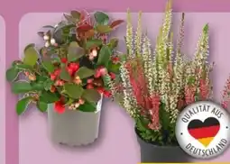 REWE Center Besenheide Trio Angebot