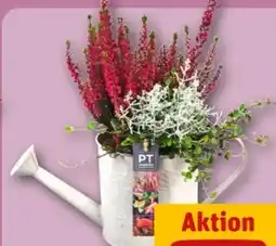 REWE Center Zinkgießkanne Angebot