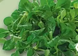 REWE Center Rewe Bio Feldsalat Angebot