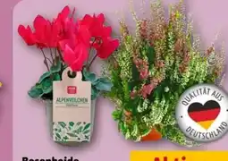 REWE Center Rewe Beste Wahl Alpenveilchen Angebot