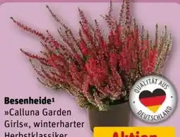 REWE Center Besenheide Calluna Garden Girls Angebot