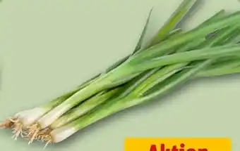 REWE Center Lauchzwiebeln Angebot