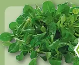 REWE Rewe Bio Feldsalat Angebot