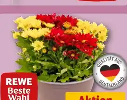 REWE Rewe Beste Wahl Chrysanthemen Mini Mix Angebot