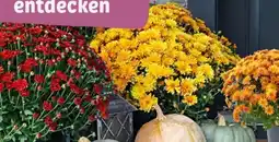 REWE Rewe Beste Wahl Chrysanthemenbusch XL Angebot