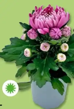 PENNY Dekochrysanthemen Angebot