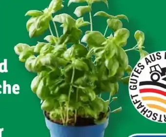 Lidl Topfkräuter Angebot