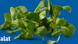 Lidl Bio-Feldsalat Angebot