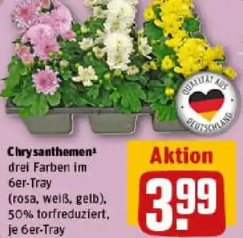 REWE Chrysanthemen Angebot