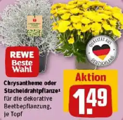 REWE Chrysantheme oder Stacheldrahtpflanze Angebot
