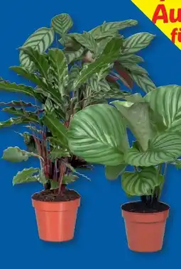 Lidl Calathea-Mix Angebot