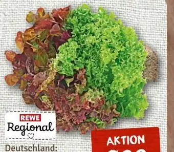 nahkauf Rewe Regional Wurzelsalat Salattrio Angebot