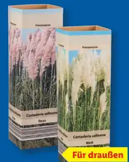 Lidl Pampasgras Cortaderia Angebot