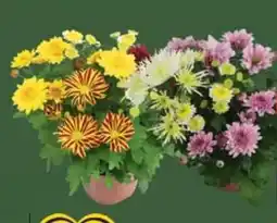 E-Center Chrysathemen Bouquet Mix Angebot
