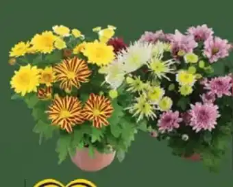 E-Center Chrysathemen Bouquet Mix Angebot