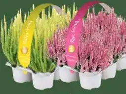 E-Center Calluna Angebot