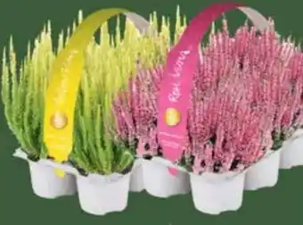 E-Center Calluna Angebot