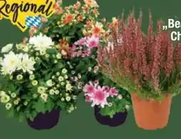 E-Center Calluna Beauty Lady Angebot