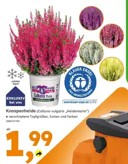 Globus Baumarkt Knospenheide (Calluna vulgaris „Heidemarie") Angebot