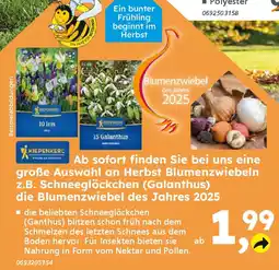 Globus Baumarkt Herbst Blumenzwiebeln Angebot