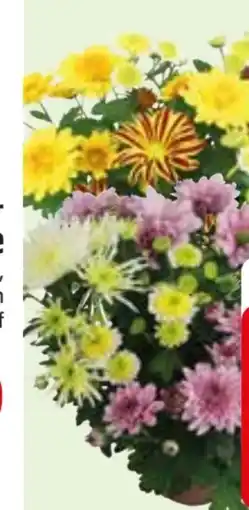Edeka Chrysathemen Bouquet Mix Angebot