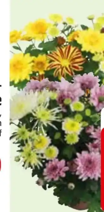 Edeka Chrysathemen Bouquet Mix Angebot