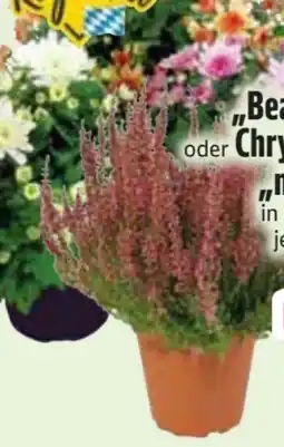 Edeka Calluna Beauty Lady Angebot