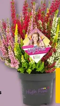REWE Center Calluna Beauty Ladies High Five Angebot