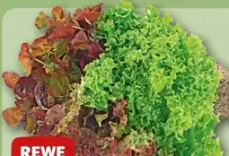REWE Center Rewe Beste Wahl Wurzelsalate Salattrio Angebot