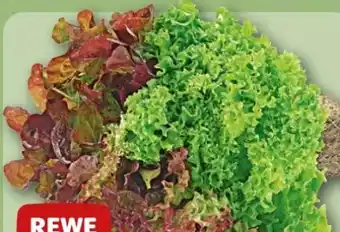 REWE Center Rewe Beste Wahl Wurzelsalate Salattrio Angebot