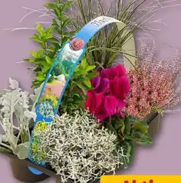 REWE Center Herbstlicher Mix Angebot