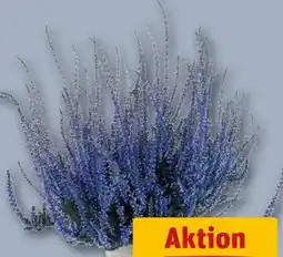 REWE Besenheide Picasso Calluna Angebot