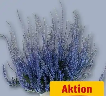 REWE Besenheide Picasso Calluna Angebot