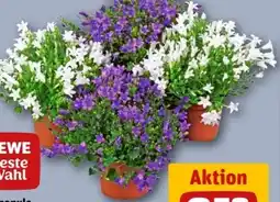 REWE Center Rewe Beste Wahl Campanula Get me Angebot