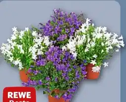 REWE Rewe Beste Wahl Campanula Get me Angebot