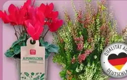 REWE Rewe Beste Wahl Alpenveilchen Angebot