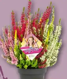 REWE Calluna Beauty Ladies High Five Angebot