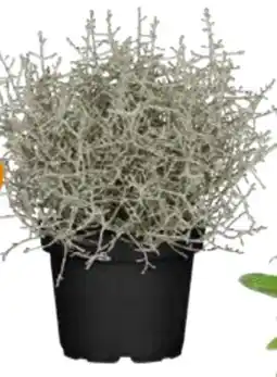 Globus Baumarkt Stacheldraht Angebot