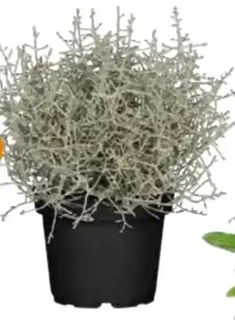 Globus Baumarkt Stacheldraht Angebot