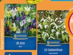 Globus Baumarkt Kiepenkerl Blumenzwiebeln Angebot
