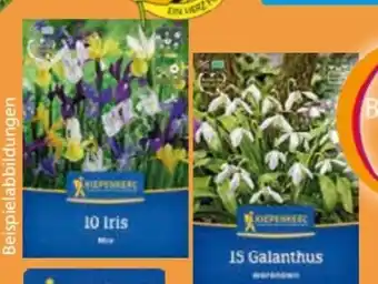 Globus Baumarkt Kiepenkerl Blumenzwiebeln Angebot