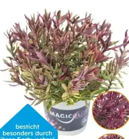 Globus Baumarkt Strauchveronika Angebot